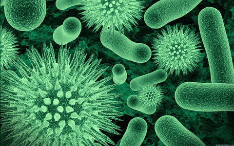 The History of Worldwide Disease