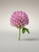 Red Clover